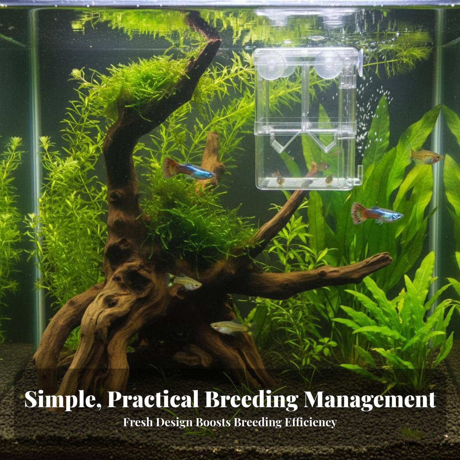 Dwuwarstwowy akwarium hodowlan – Aquarium Fish In recenzja i cena
