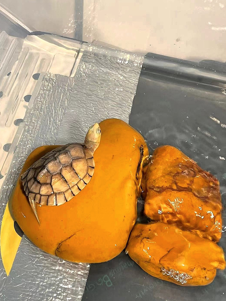 Naturalny żółty kamień woskowy – Aquarium Fish Yellow recenzja i cena